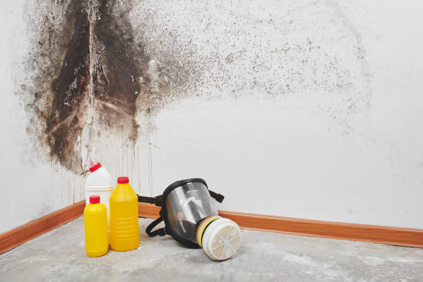 Best Post-Flood Mold Remediation in Woonsocket, RI