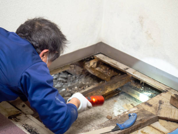 Best Commercial Mold Remediation in Woonsocket, RI