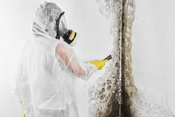 Best Crawl Space Mold Remediation in Woonsocket, RI