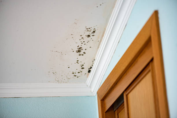 Best Post-Flood Mold Remediation in Woonsocket, RI