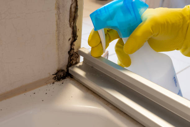 Best Bathroom Mold Remediation in Woonsocket, RI