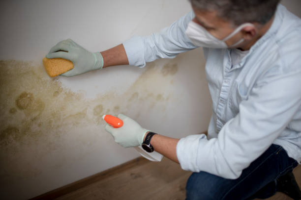 Best Insurance-Related Mold Remediation in Woonsocket, RI
