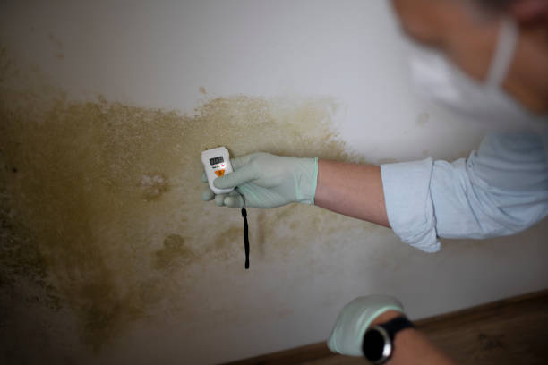 Best DIY Mold Remediation Support Services in Woonsocket, RI